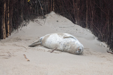 A grey seal lies on the beach on Helgoland