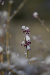 snow crystals on twigs