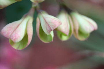 closeup of pink flower buds