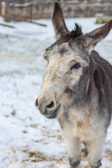 Cute white donkey portrait on a snowy background landscape