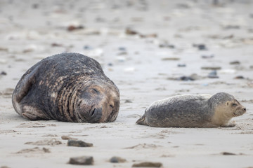 A grey seal lies on the beach on Helgoland