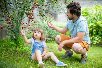 Fototapeta premium Father and his adorable little daughter eating cherry from cherry-tree in the orchard