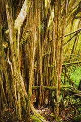Obraz premium Tropischer Regenwald auf Big Island Hawaii