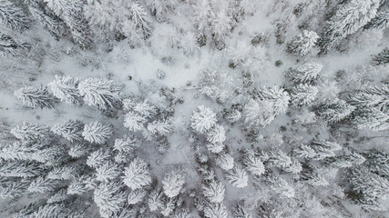 Aerial flight above winter forest on the north of Russia