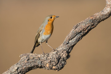 Ritratto di Pettirosso Europeo (Erithacus rubecula)