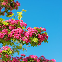 Blühender Rotdorn, Crataegus laevigata