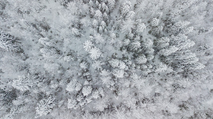 Aerial flight above winter forest on the north of Russia