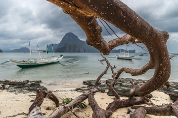 Fototapeta premium Dead tree over beach with branches on the beach sea after typhoon at cloudy dramatic day in El Nido, Palawan, Philippines.