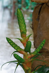  interesting cactus in nature