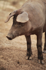 Fototapeta premium Maiale iberico in una fattoria di Siviglia, Spagna