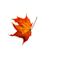 Autumn leaf