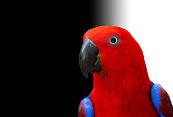 portrait of a beautiful parrot