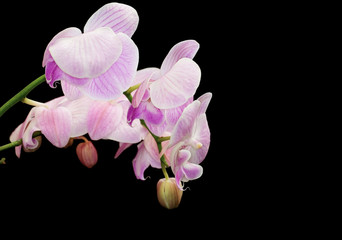 Obraz premium orchids on a black background