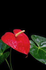 beautiful red anthurium