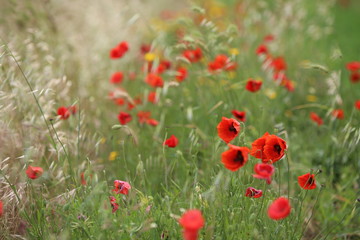 poppy field with flowers and fragrant herbs, landscape