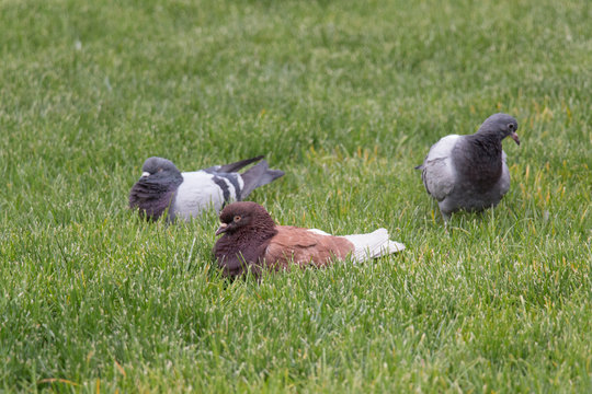 Ruffled up pigeons sitting on the grass.