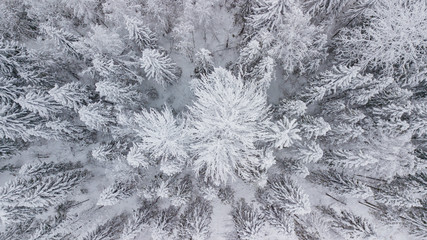 Aerial flight above winter forest on the north of Russia