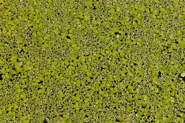 Texture of a duck weed Lemna lake plant