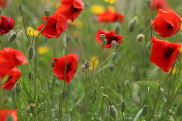 poppy field with flowers and fragrant herbs, landscape