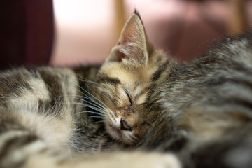 Close up Little American Shorthair cat sleeping in the room
