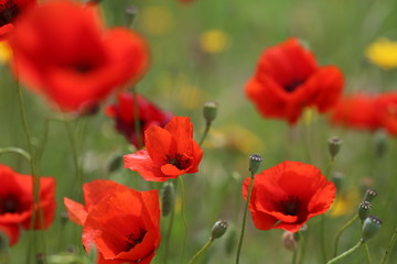 poppy field with flowers and fragrant herbs, landscape