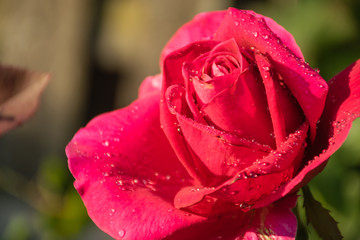 red rose with water drops