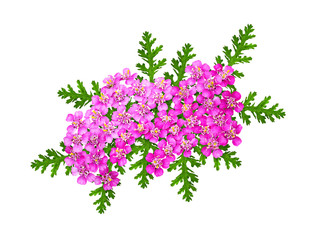 Pink yarrow flowers and leaves in a floral arrangement
