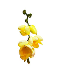 Obraz na płótnie Canvas Yellow freesia flowers