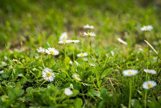 Daisies in the grass. Spring image