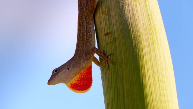 Lizard gecko on trunk of a palm tree. Bright orange throat dewlap. Close-up macro.
