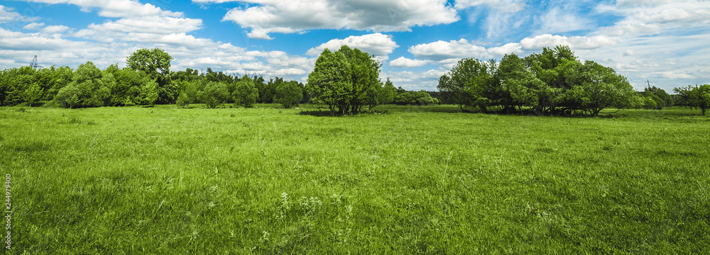 Wall mural green field with trees and blue sky with clouds Sunny day, beautiful rural landscape, panoramic banner