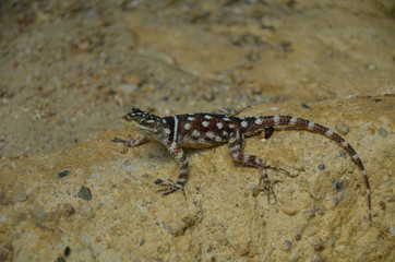 Timor Monitor Lizard, Varanus timorensis 