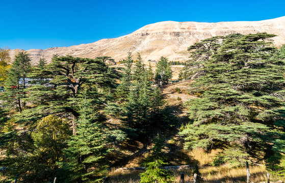 The Cedars of God at Bsharri in Lebanon