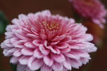 pink chrysanthemum flower