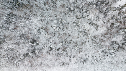 Top down aerial view over the tops of frosty forest.