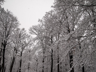 trees covered with snow during snow storm