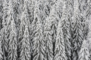 Texture of winter forest for background.
