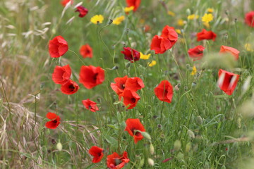 poppy field with flowers and fragrant herbs, landscape