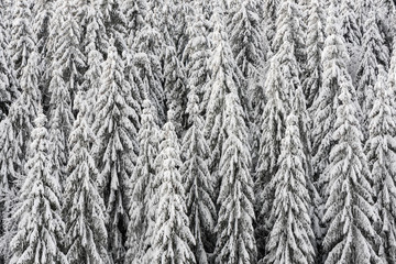 Texture of winter forest for background.