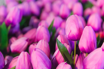 Fototapeta premium purple color tulip flowers. Background for wedding, invitation card, greeting, congratulation, love, romantic event, valentine, decoration, floral arrangement, bouquet, backdrop and wallpaper concept