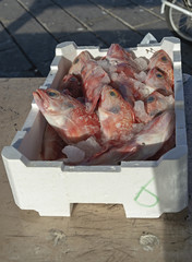cassetta pesce di mare