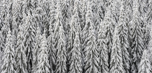 Texture of winter forest for background.
