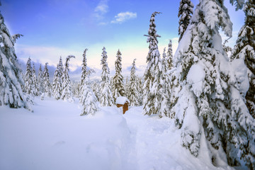 Winter landscape, snow-covered trees in the mountains. Karkonosze, Poland.