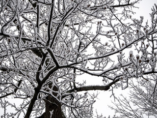 Obraz premium silhouetted tree branches covered with snow