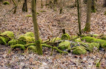 Der Wald kann regenerieren er bleibt sich selbst überlassen