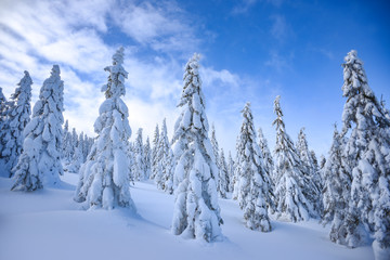 Winter landscape, snow-covered trees in the mountains. Karkonosze, Poland.