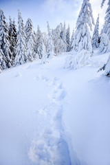 Fototapeta na wymiar Winter landscape, snow-covered trees in the mountains. Karkonosze, Poland.