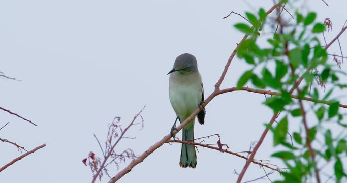 Little bird perched on a twig