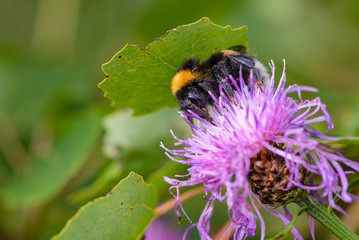 Bumblebee collecting nectar on a violet flower of sow-thistle