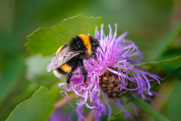 Bumblebee collecting nectar on a violet flower of sow-thistle